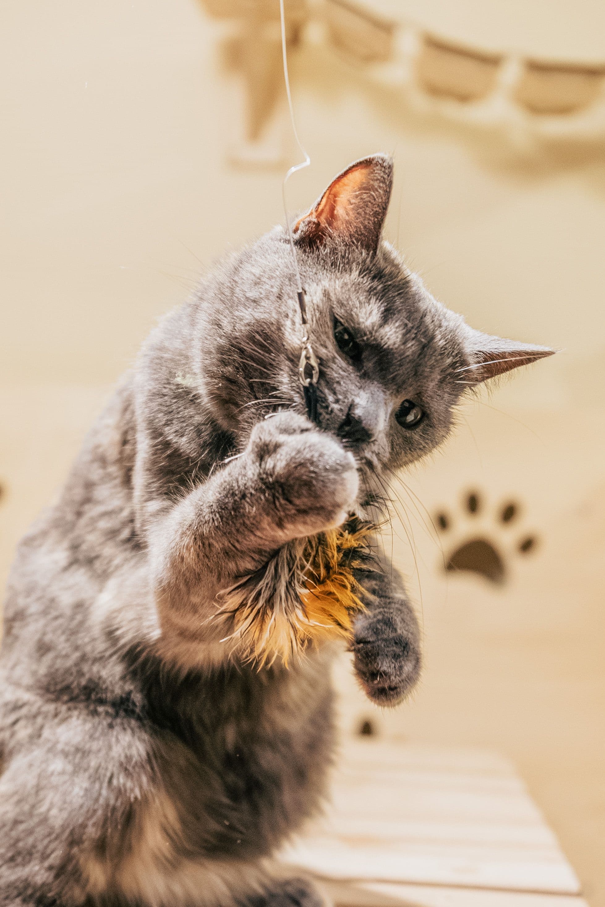 Gato jugando con un juguete de plumas interactivo Neku